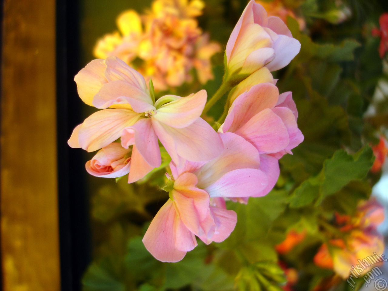 Pink Colored Pelargonia -Geranium- flower.
