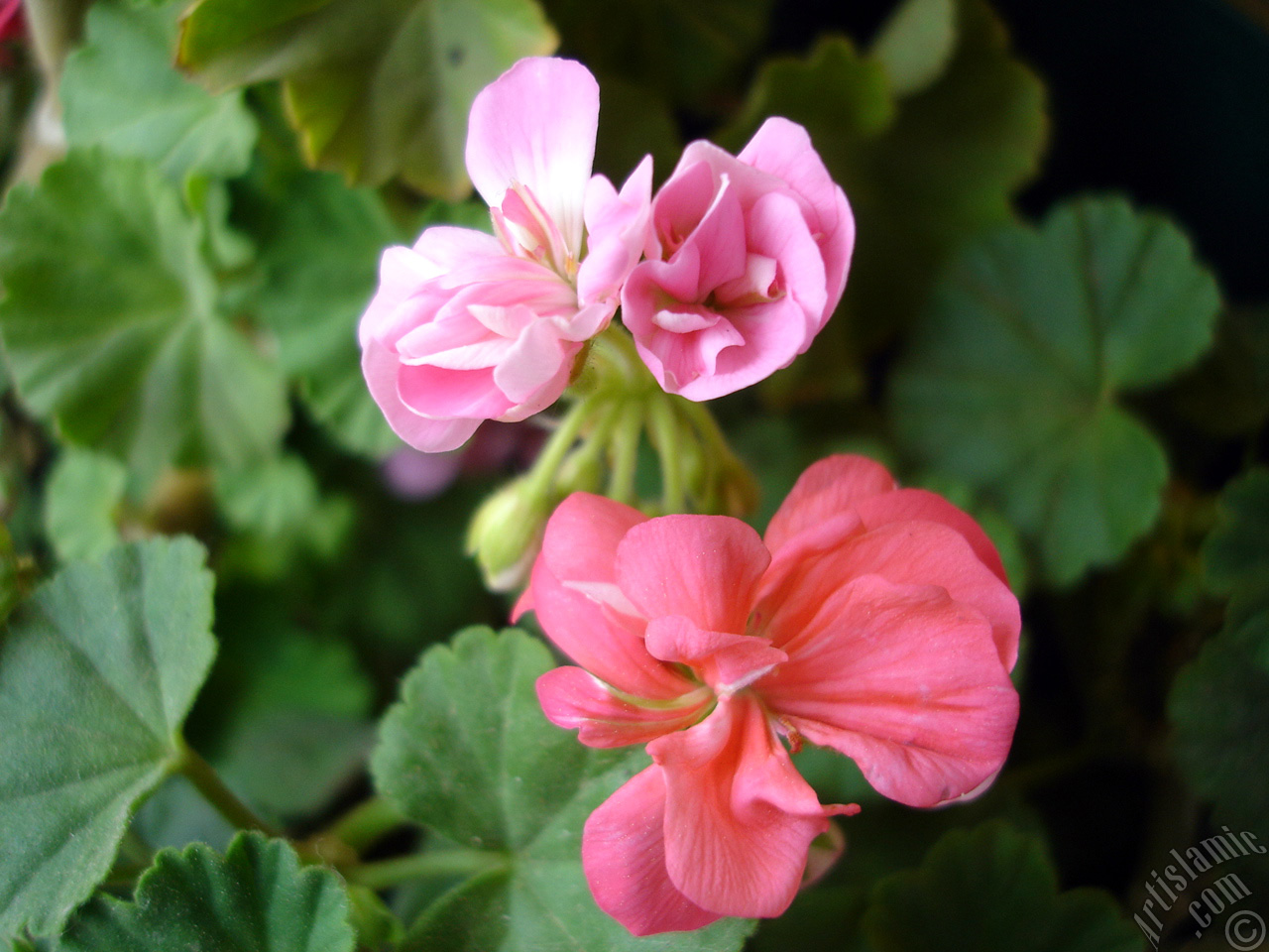 Pink Colored Pelargonia -Geranium- flower.
