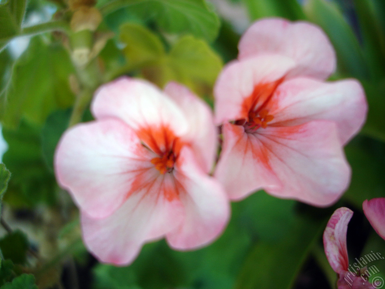 Pink and red color Pelargonia -Geranium- flower.
