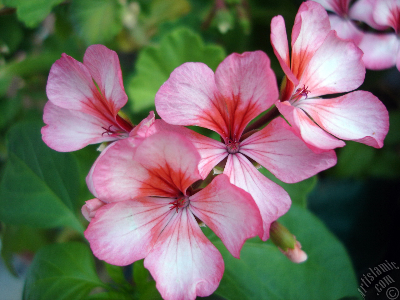 Pink and red color Pelargonia -Geranium- flower.
