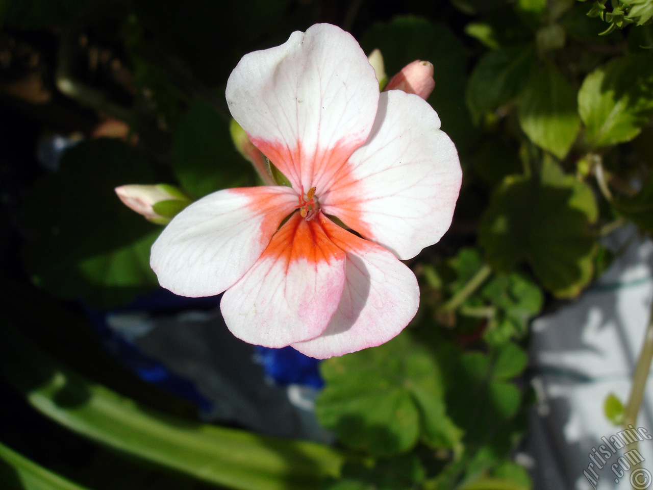 Pink and red color Pelargonia -Geranium- flower.
