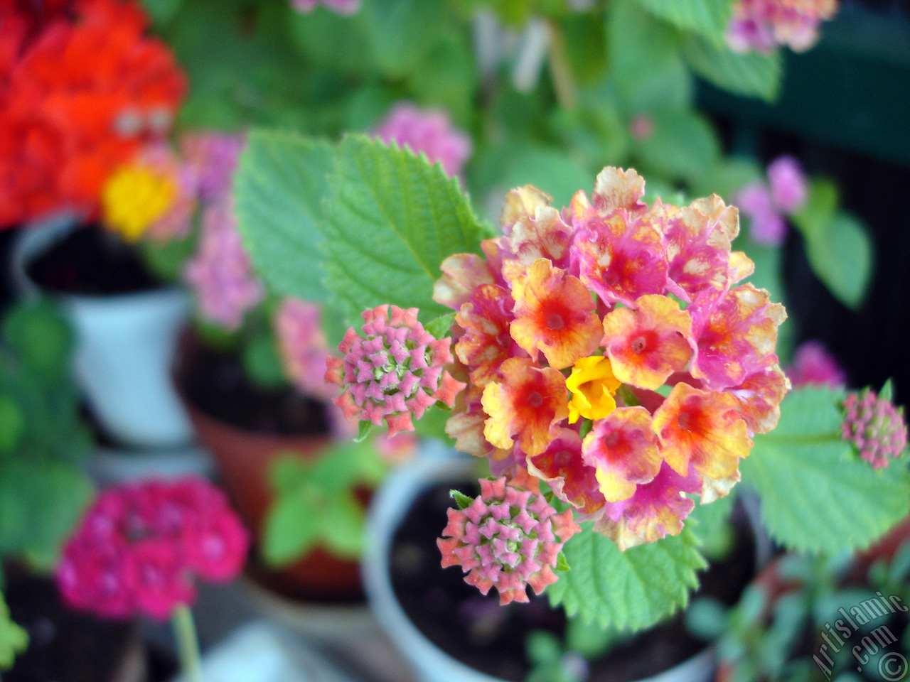 Lantana camara -bush lantana- flower.
