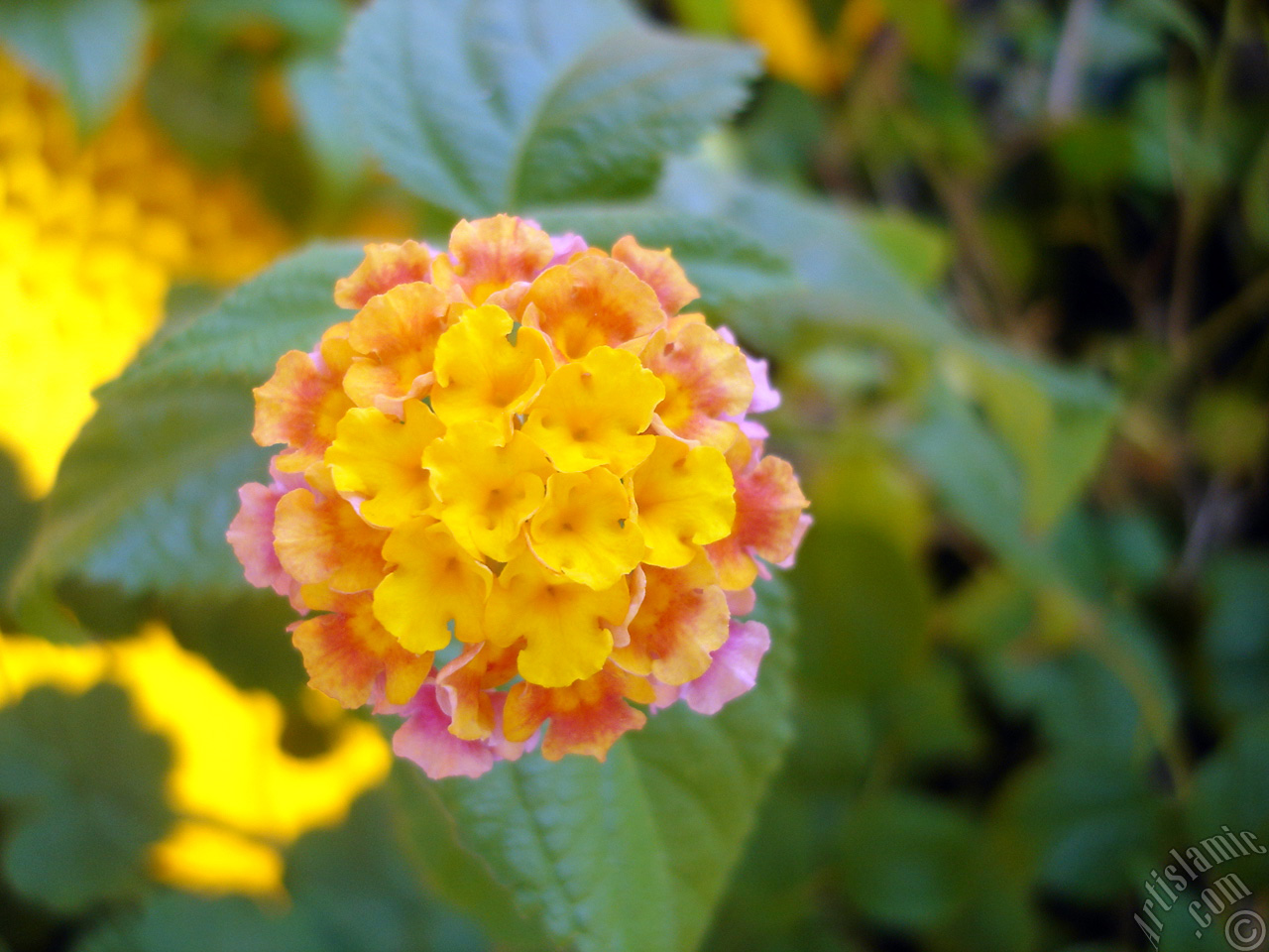 Lantana camara -bush lantana- flower.
