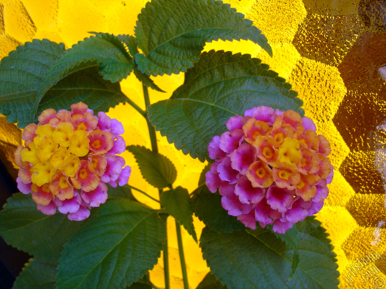 Lantana camara -bush lantana- flower.
