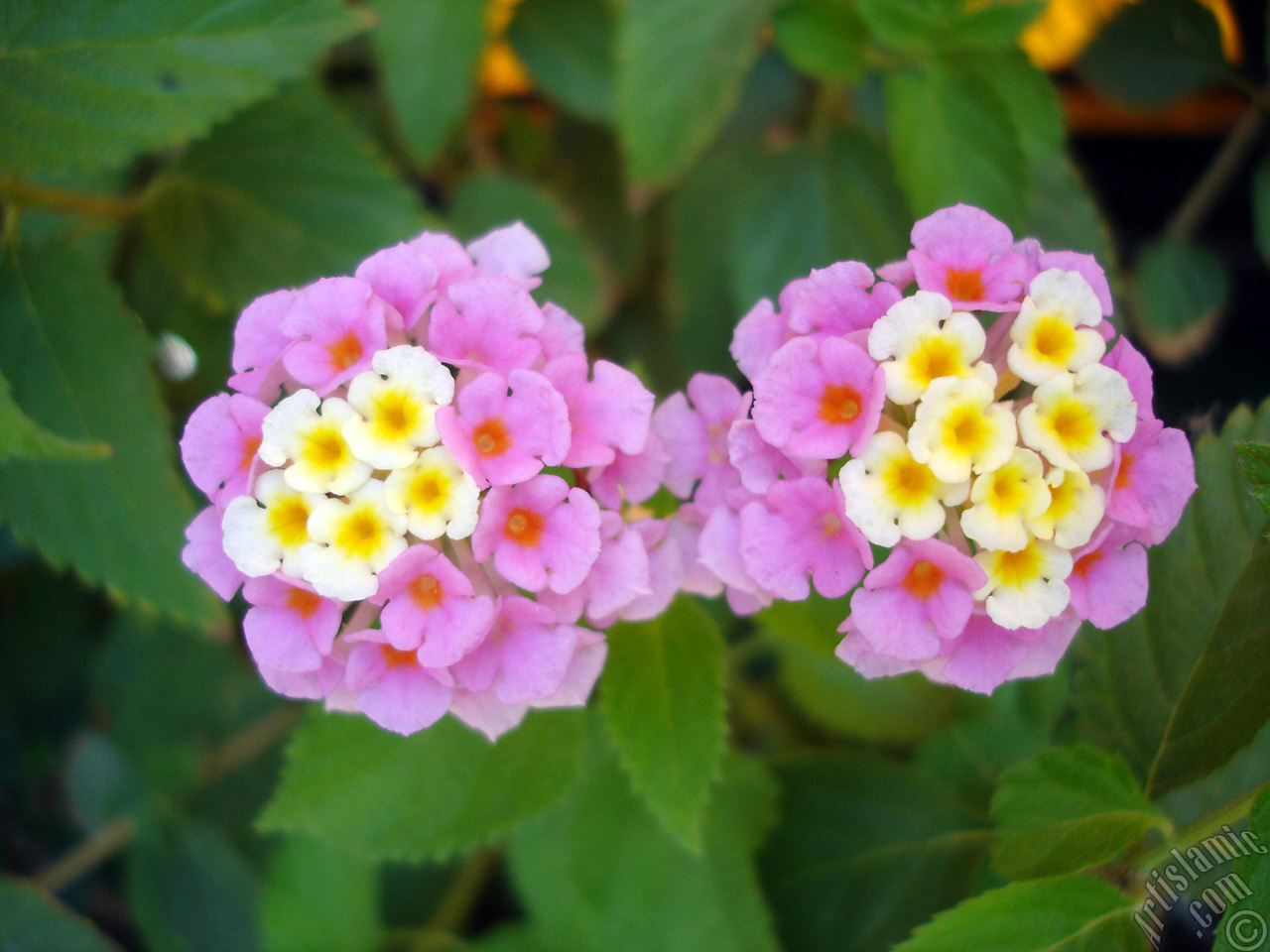 Lantana camara -bush lantana- flower.
