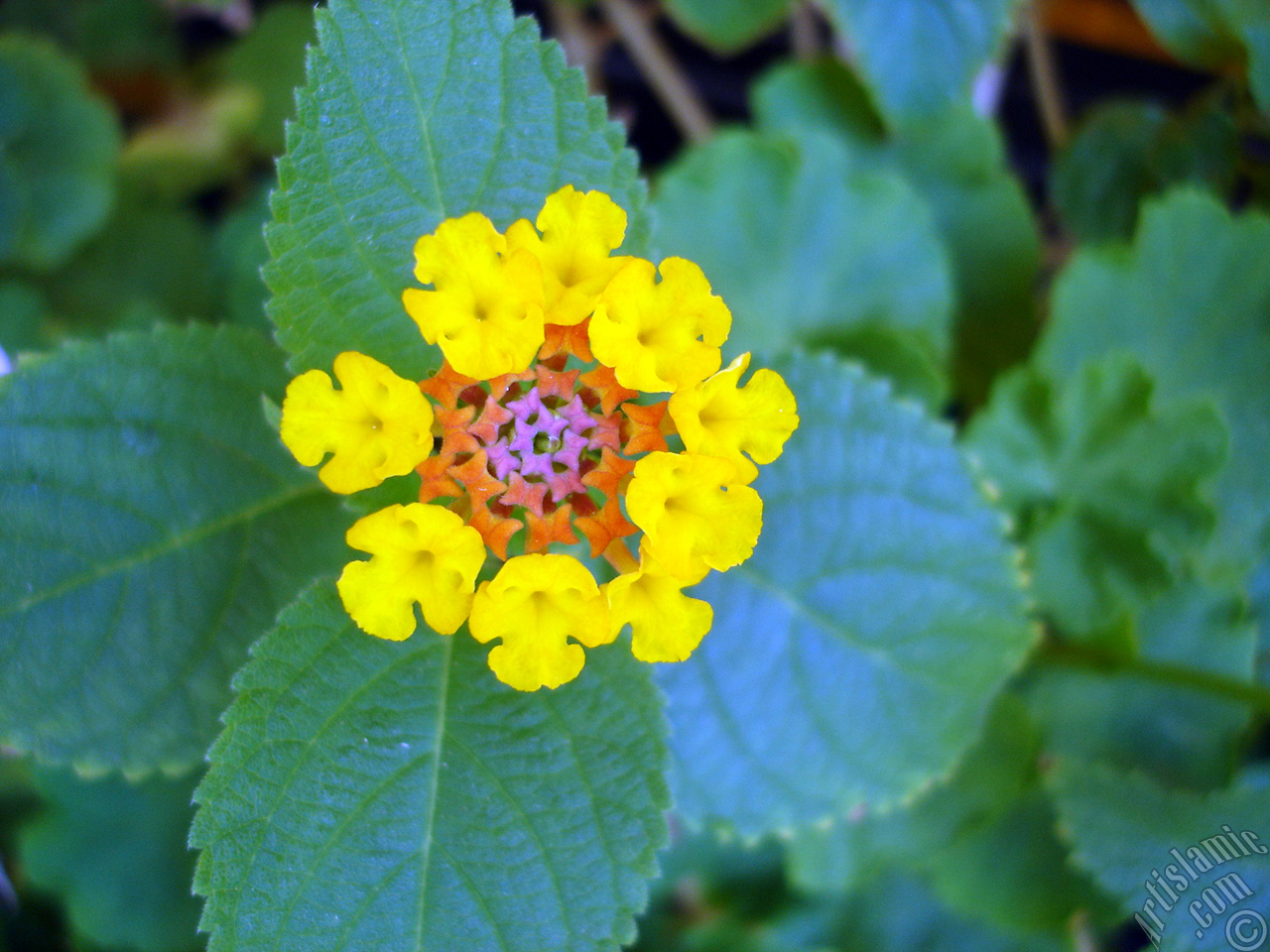 Lantana camara -bush lantana- flower.
