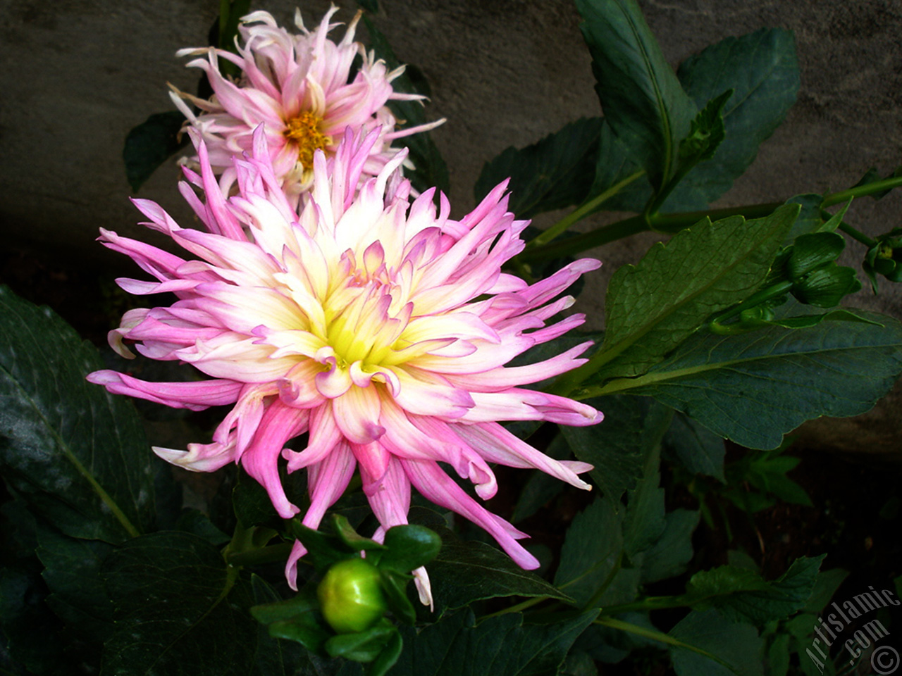 Dahlia flower.
