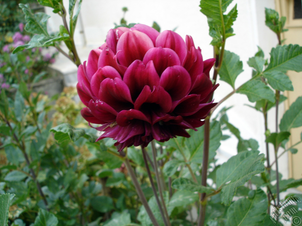 Papatyagiller iek ailesine mensup Yldz (Dahlia) iei resmi.
