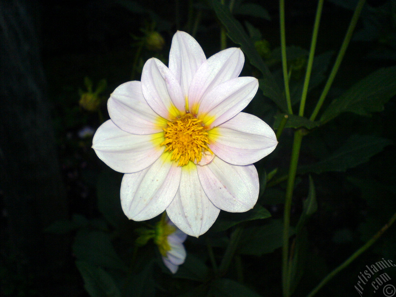 Dahlia flower.
