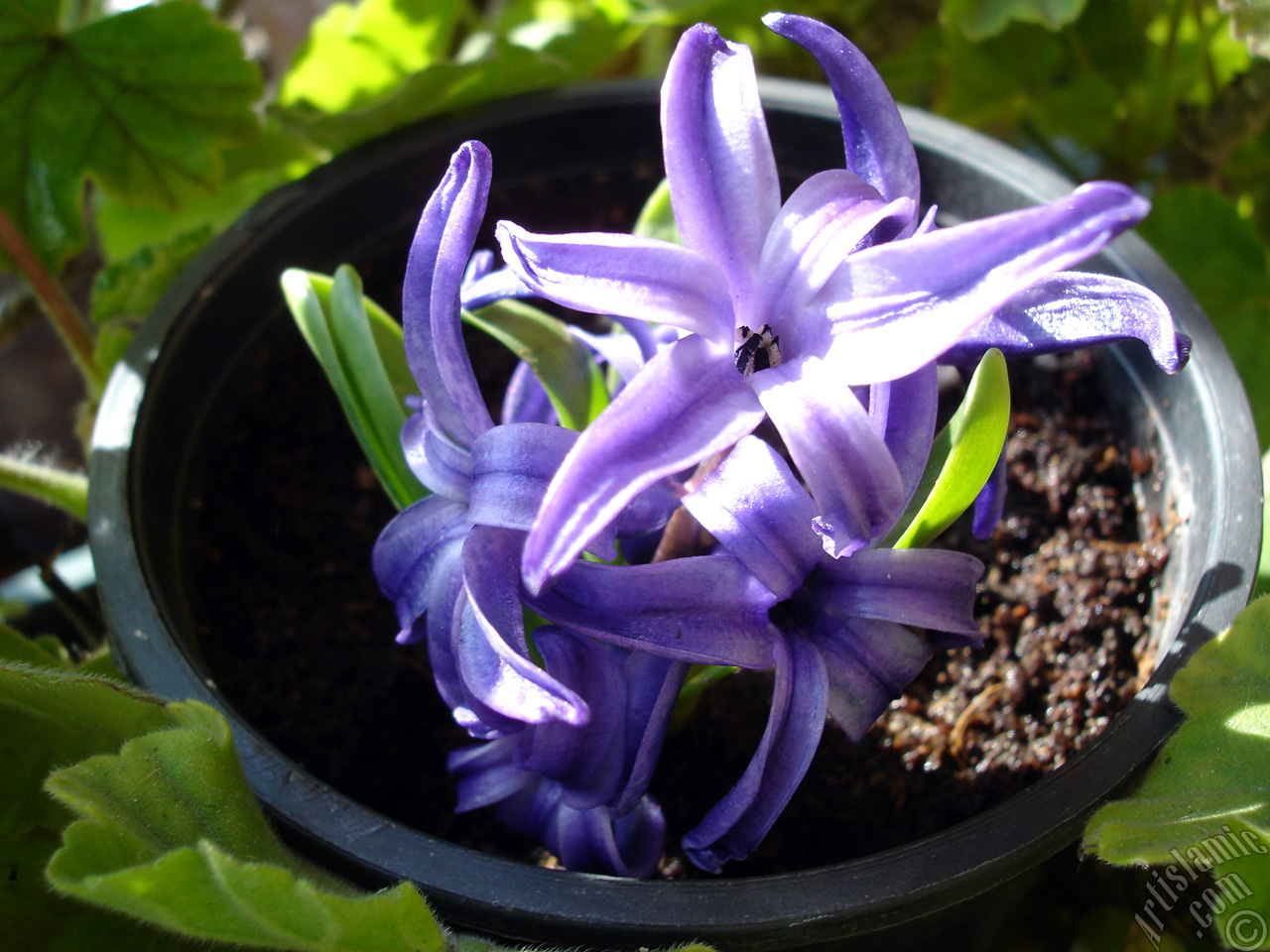 Purple color Hyacinth flower.
