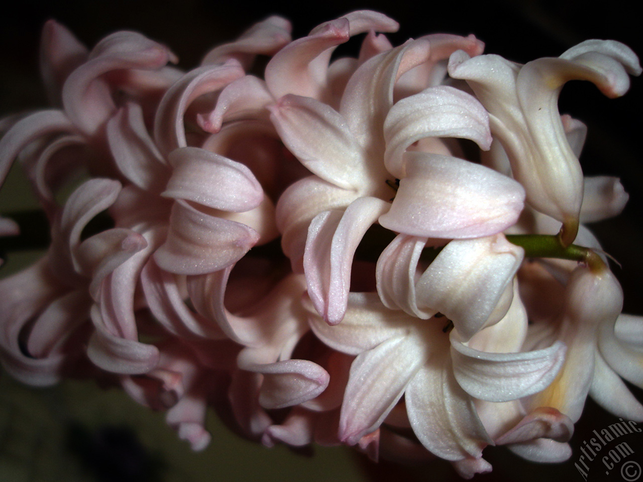 Pink color Hyacinth flower.
