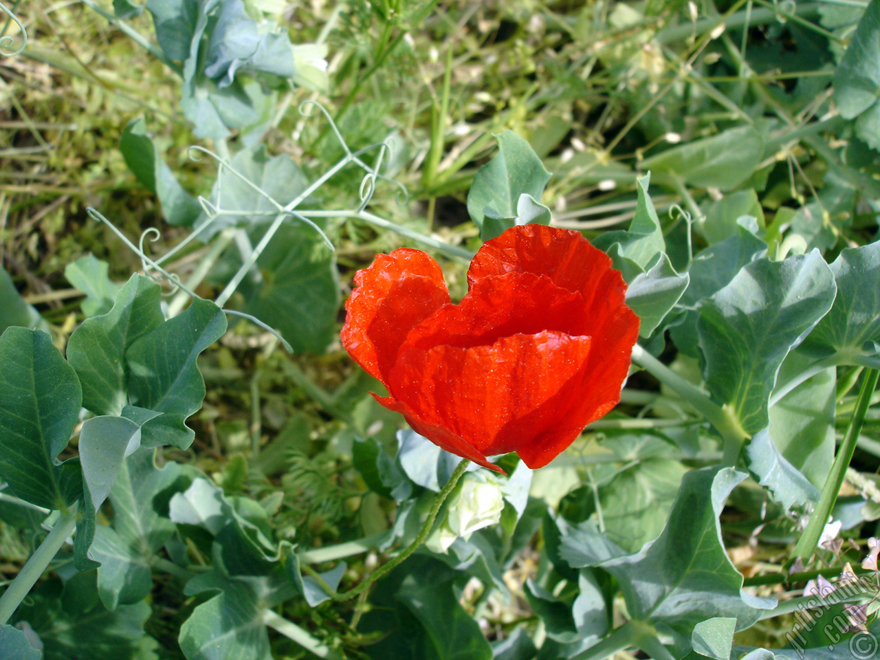 Red poppy flower.
