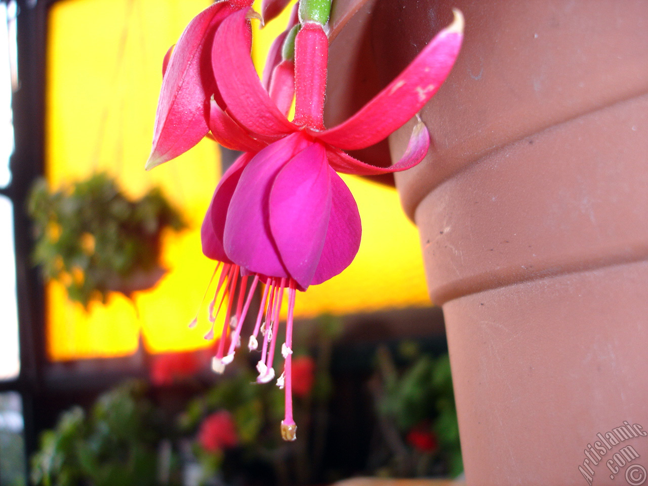 Red and purple color Fuchsia Hybrid flower.
