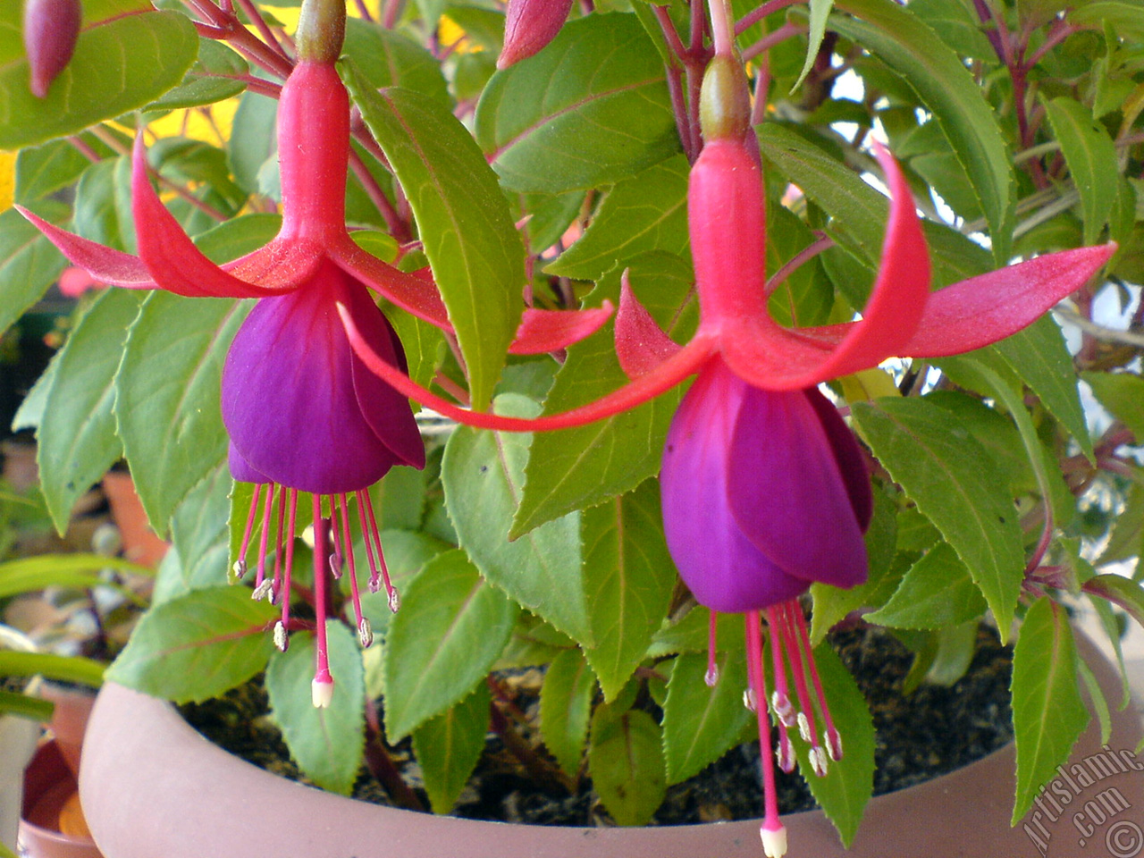 Red and purple color Fuchsia Hybrid flower.
