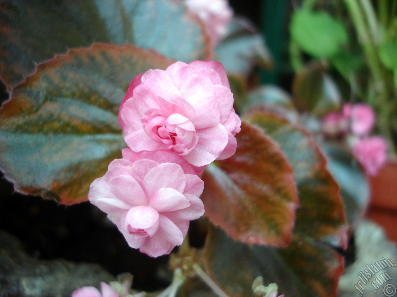 Red color Begonia Elatior flower.
