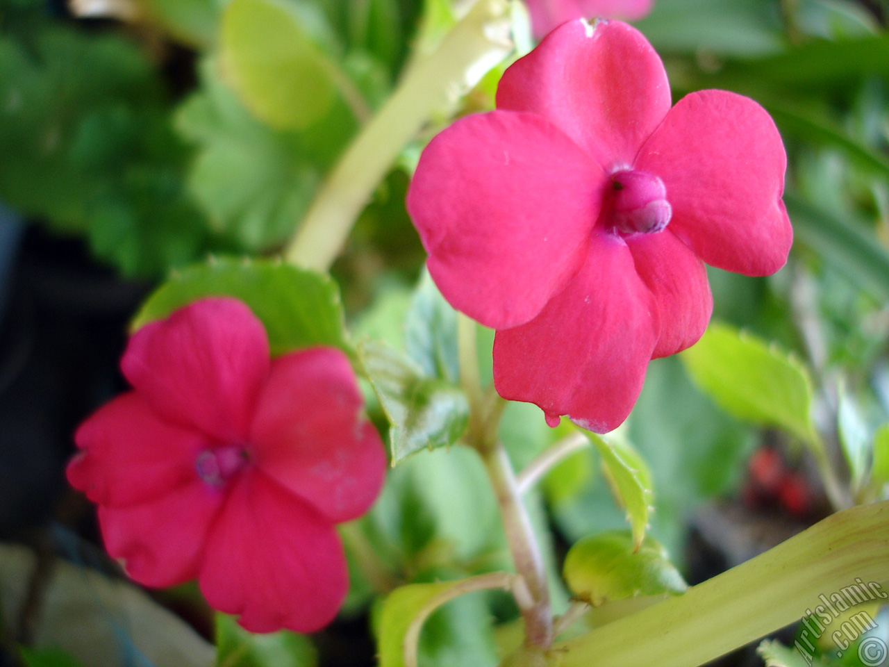 Garden Balsam, -Touch-me-not, Jewel Weed- flower.
