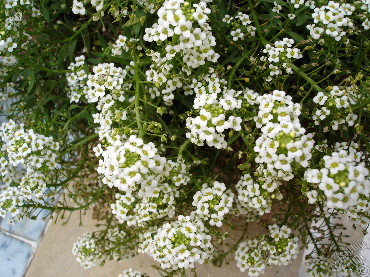 A plant with tiny white flowers.
