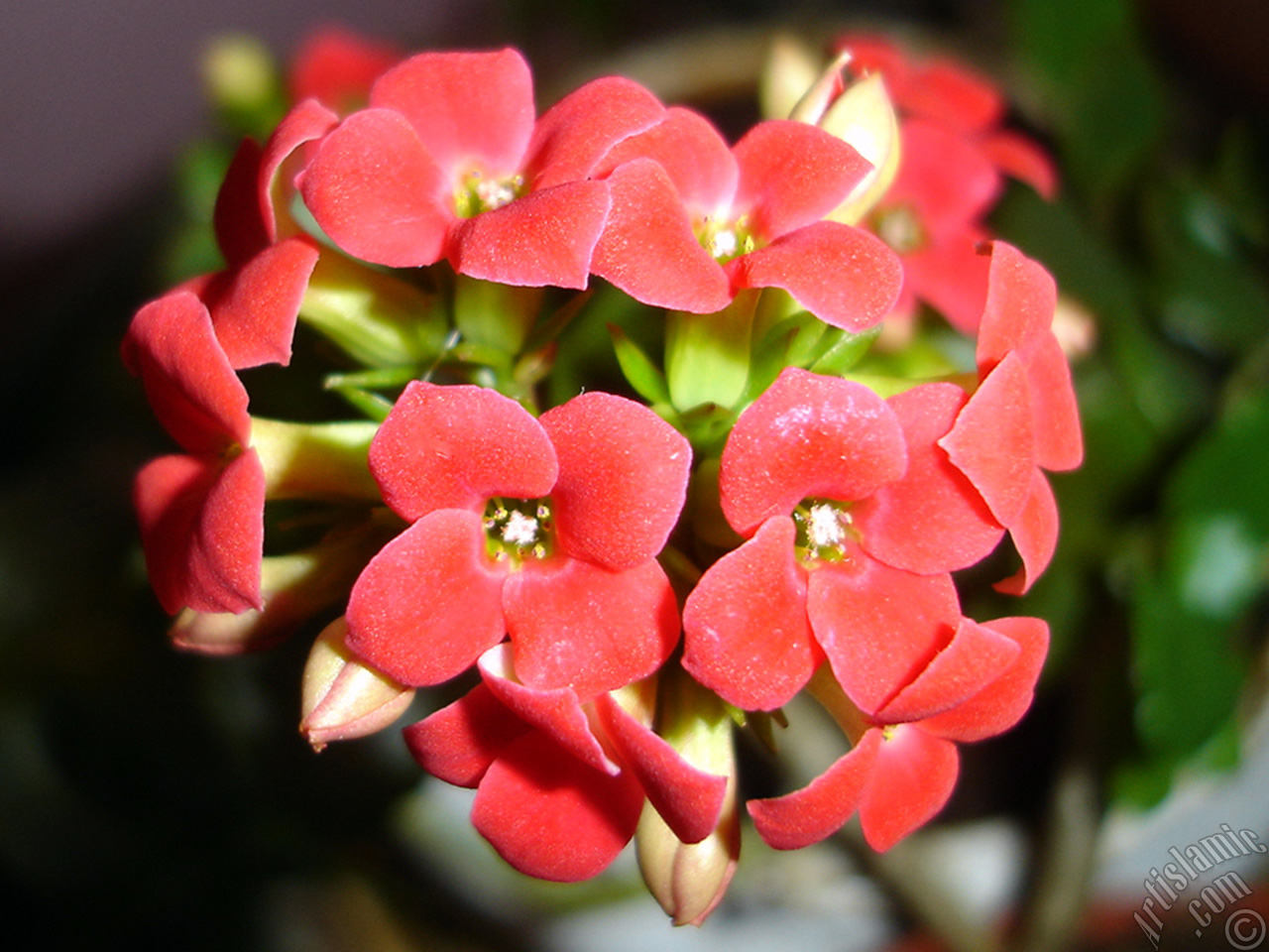 Kalano (Kalanchoe) bitkisinin ieinin resmi.
