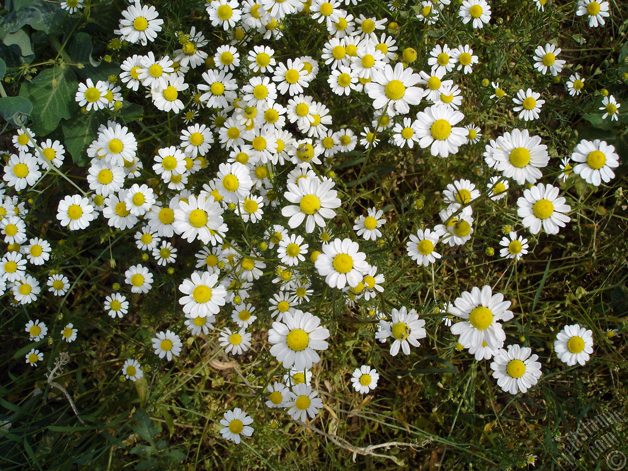 Field Daisy -Ox Eye, Love-Me-Love-Me-Not, Marguerite, Moon Daisy- flower.
