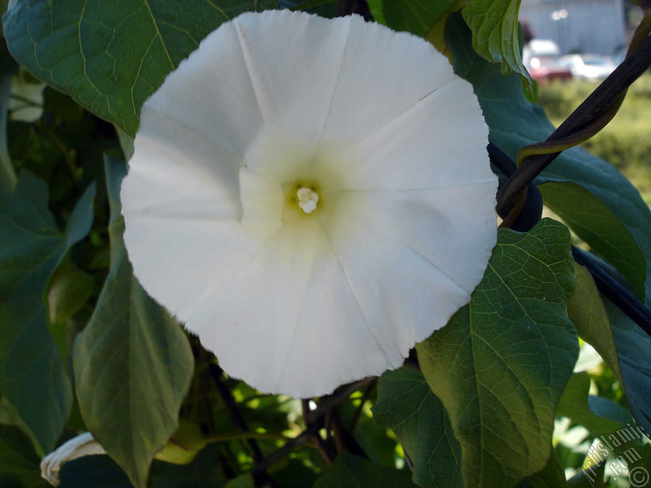 White Morning Glory flower.
