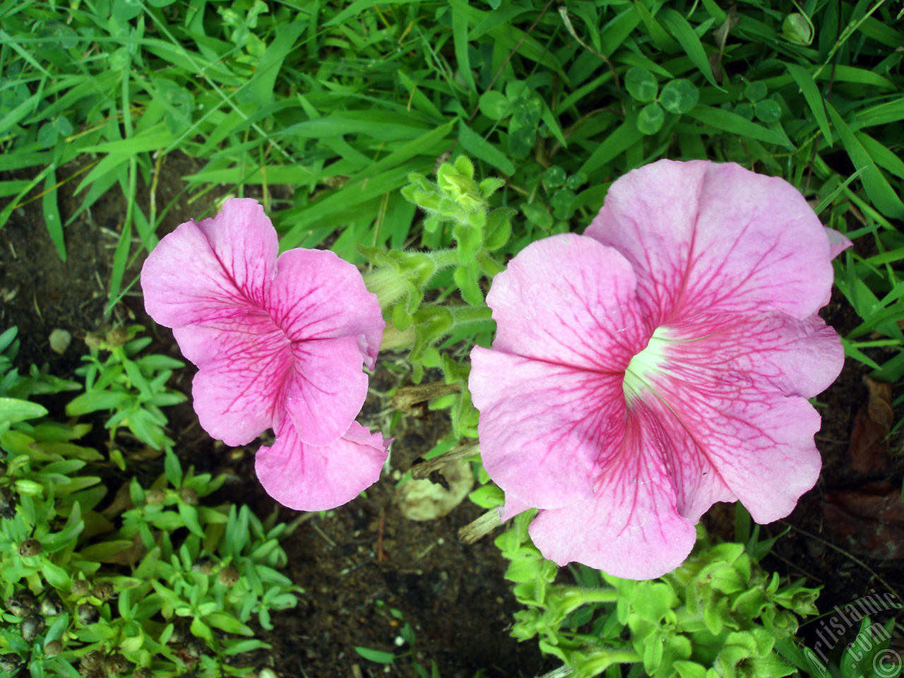 Pink Petunia flower.
