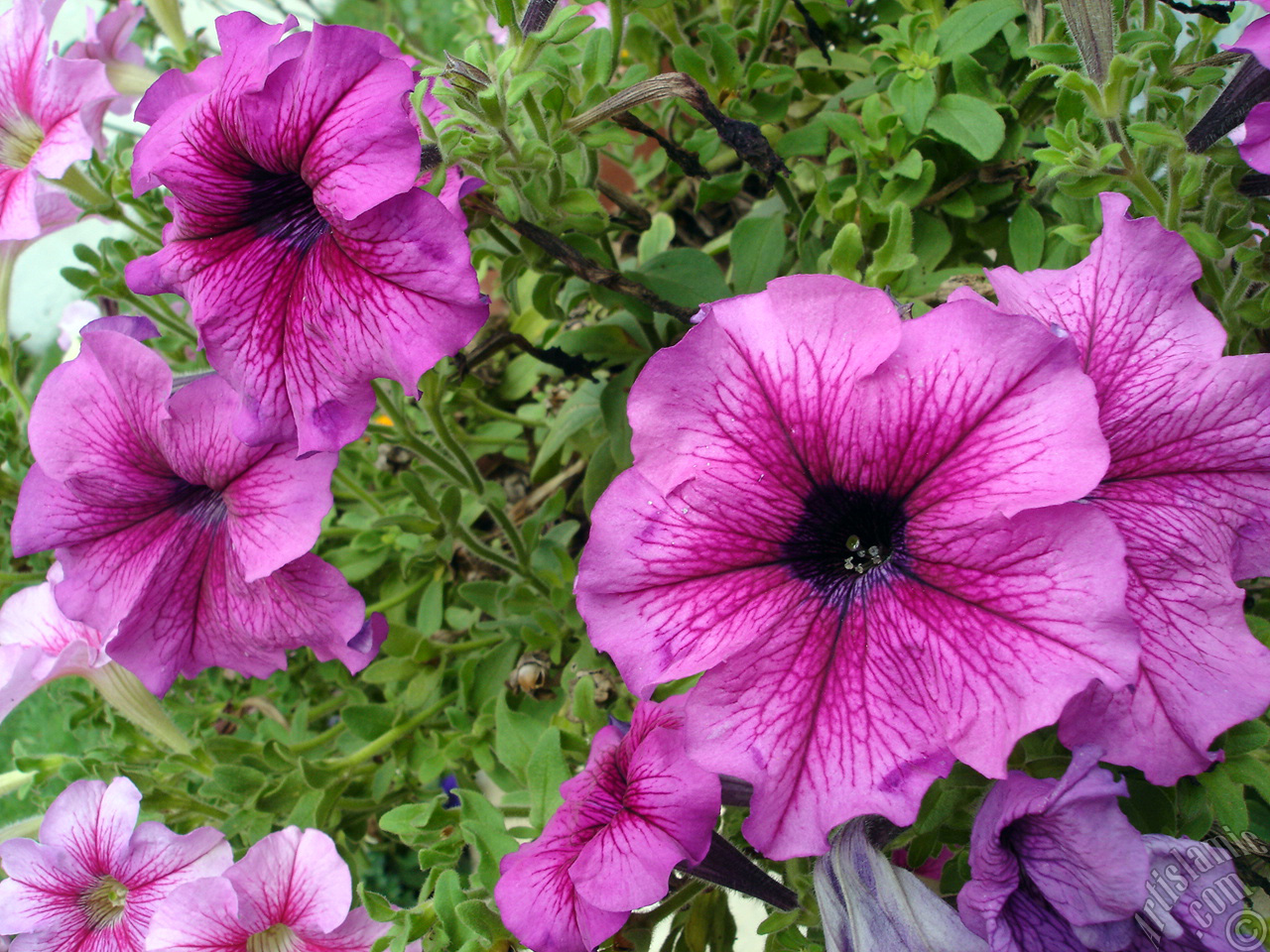 Pink Petunia flower.
