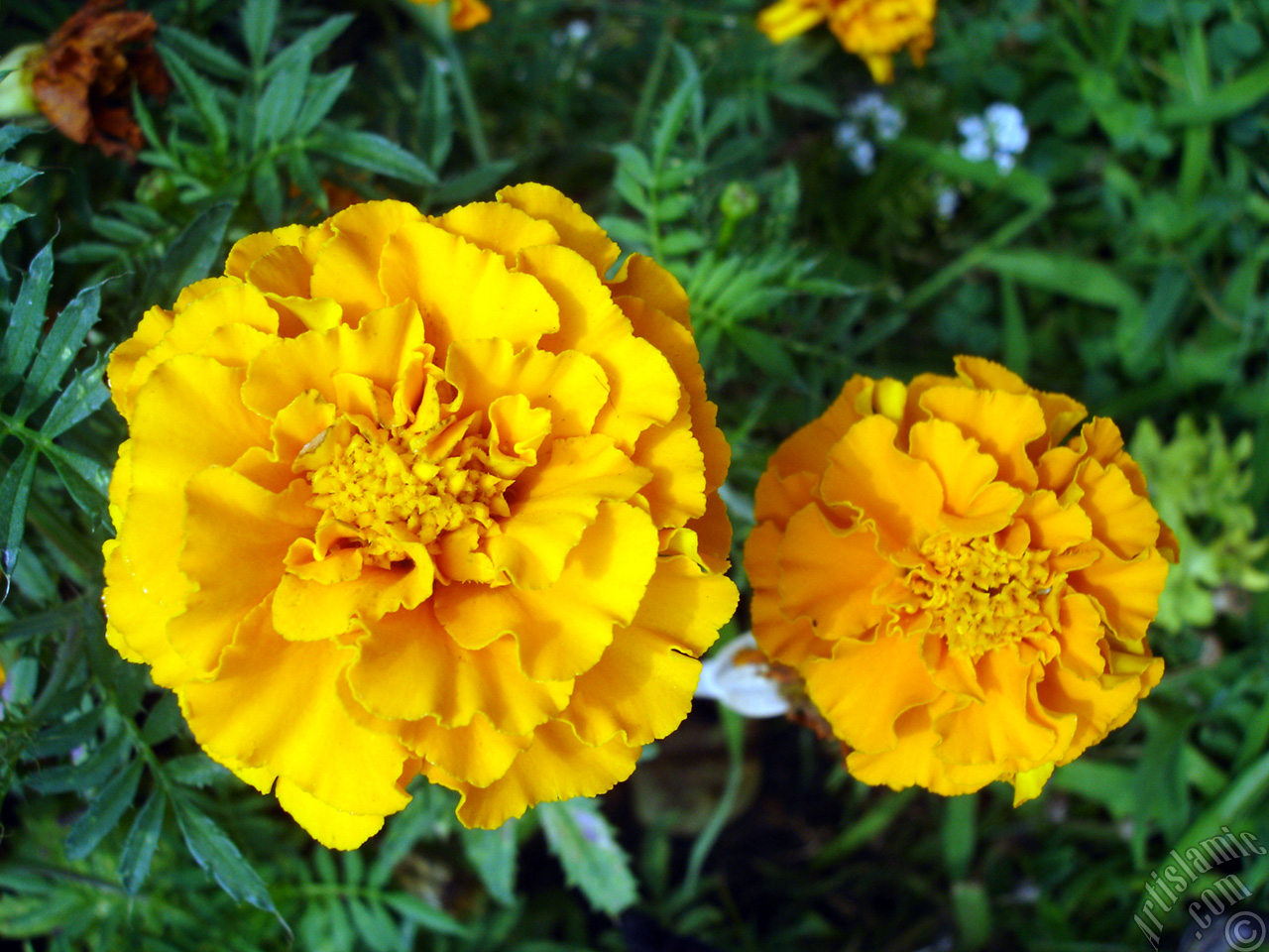 Marigold flower.
