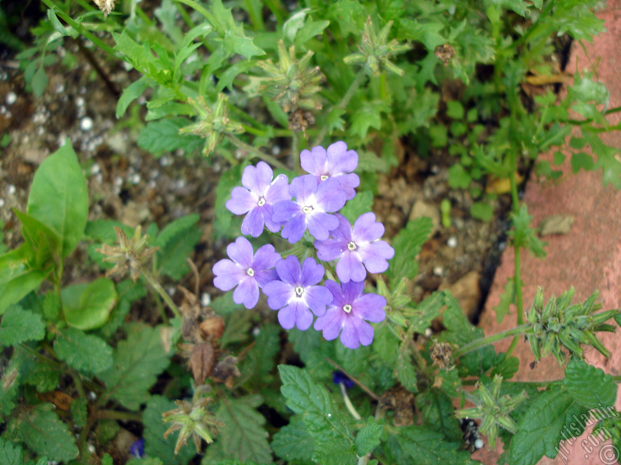 Verbena -Common Vervain- flower.
