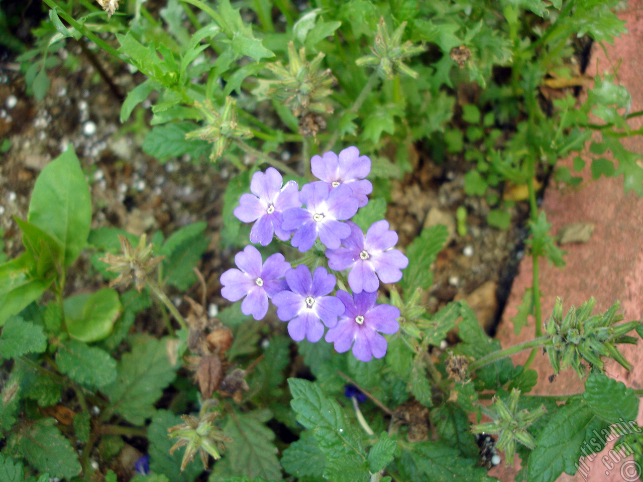 Verbena -Common Vervain- flower.
