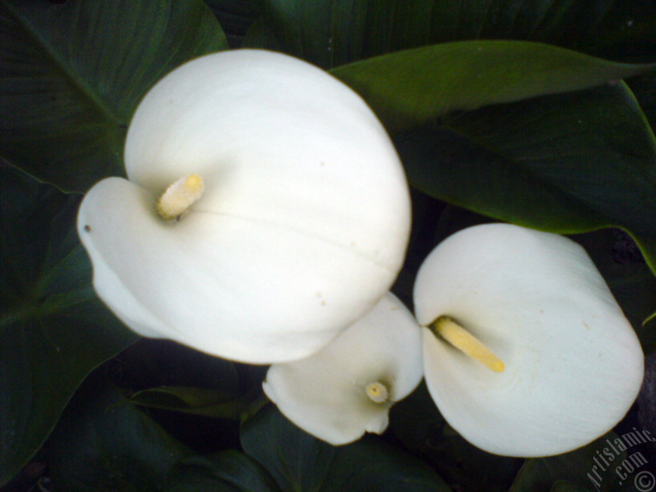 White color Arum Lily -Calla Lily- flower.
