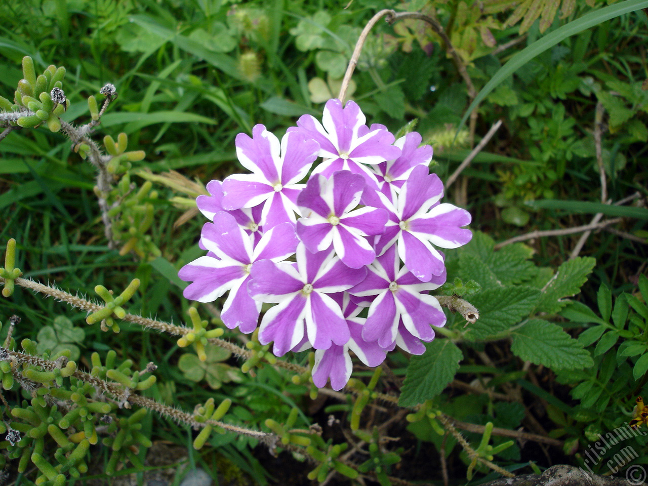 Verbena -Common Vervain- flower.
