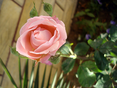 Pink rose photo. <i>(Family: Rosaceae, Species: Rosa)</i> <br>Photo Date: May 2008, Location: Turkey/Istanbul, By: Artislamic.com