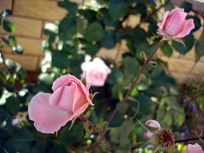 Pink rose photo. <i>(Family: Rosaceae, Species: Rosa)</i> <br>Photo Date: May 2008, Location: Turkey/Istanbul, By: Artislamic.com