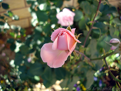 Pink rose photo. <i>(Family: Rosaceae, Species: Rosa)</i> <br>Photo Date: May 2008, Location: Turkey/Istanbul, By: Artislamic.com