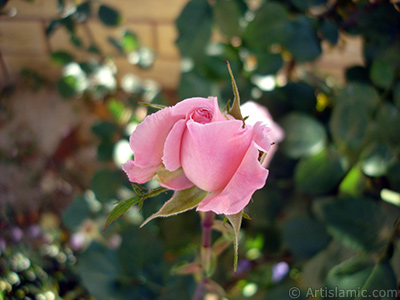 Pink rose photo. <i>(Family: Rosaceae, Species: Rosa)</i> <br>Photo Date: May 2008, Location: Turkey/Istanbul, By: Artislamic.com