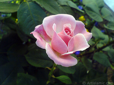 Pink rose photo. <i>(Family: Rosaceae, Species: Rosa)</i> <br>Photo Date: May 2008, Location: Turkey/Istanbul, By: Artislamic.com