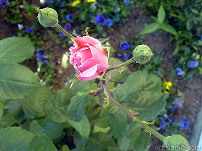 Pembe gl ve  tomurcuk resmi. <i>(Ailesi: Rosaceae, Tr: Rosa)</i> <br>ekim Tarihi: Mays 2008, Yer: stanbul, Fotoraf: islamiSanat.net