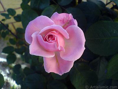 Pink rose photo. <i>(Family: Rosaceae, Species: Rosa)</i> <br>Photo Date: May 2008, Location: Turkey/Istanbul, By: Artislamic.com