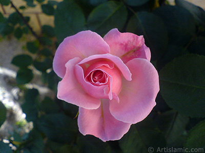 Pembe gl resmi. <i>(Ailesi: Rosaceae, Tr: Rosa)</i> <br>ekim Tarihi: Mays 2008, Yer: stanbul, Fotoraf: islamiSanat.net