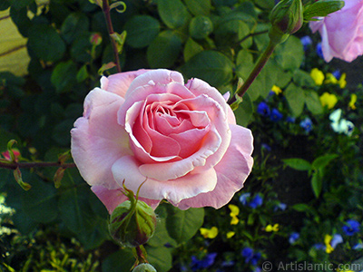 Pink rose photo. <i>(Family: Rosaceae, Species: Rosa)</i> <br>Photo Date: May 2008, Location: Turkey/Istanbul, By: Artislamic.com