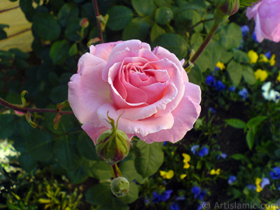 Pink rose photo. <i>(Family: Rosaceae, Species: Rosa)</i> <br>Photo Date: May 2008, Location: Turkey/Istanbul, By: Artislamic.com