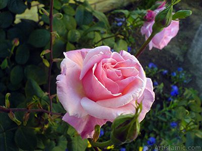 Pink rose photo. <i>(Family: Rosaceae, Species: Rosa)</i> <br>Photo Date: May 2008, Location: Turkey/Istanbul, By: Artislamic.com