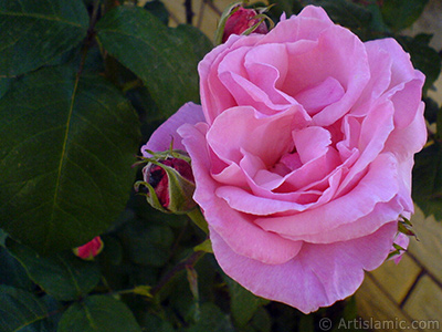 Pink rose photo. <i>(Family: Rosaceae, Species: Rosa)</i> <br>Photo Date: May 2008, Location: Turkey/Istanbul, By: Artislamic.com