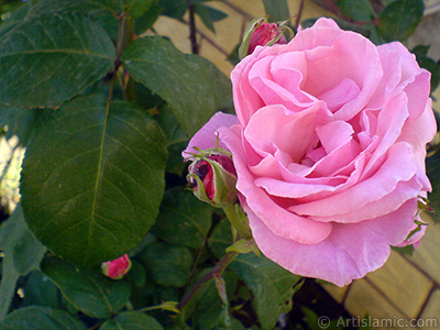 Pink rose photo. <i>(Family: Rosaceae, Species: Rosa)</i> <br>Photo Date: May 2008, Location: Turkey/Istanbul, By: Artislamic.com