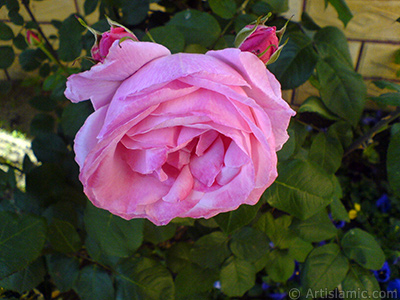 Pembe gl ve yeni aan tomurcuklarn resmi. <i>(Ailesi: Rosaceae, Tr: Rosa)</i> <br>ekim Tarihi: Mays 2008, Yer: stanbul, Fotoraf: islamiSanat.net