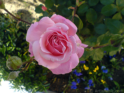 Pink rose photo. <i>(Family: Rosaceae, Species: Rosa)</i> <br>Photo Date: May 2008, Location: Turkey/Istanbul, By: Artislamic.com