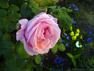 Pink rose photo. <i>(Family: Rosaceae, Species: Rosa)</i> <br>Photo Date: May 2008, Location: Turkey/Istanbul, By: Artislamic.com