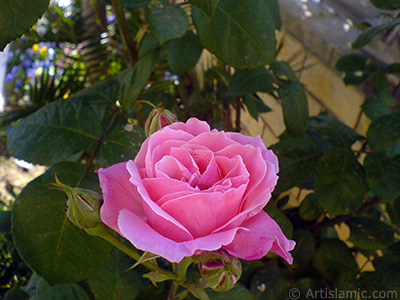 Pembe gl ve yeni aan tomurcuklarn resmi. <i>(Ailesi: Rosaceae, Tr: Rosa)</i> <br>ekim Tarihi: Mays 2008, Yer: stanbul, Fotoraf: islamiSanat.net