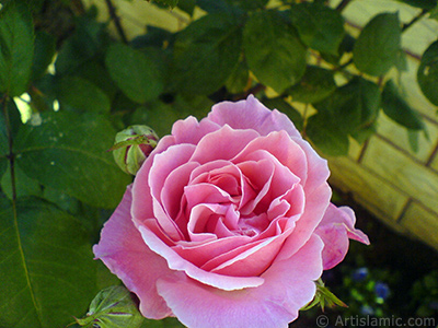 Pink rose photo. <i>(Family: Rosaceae, Species: Rosa)</i> <br>Photo Date: May 2008, Location: Turkey/Istanbul, By: Artislamic.com