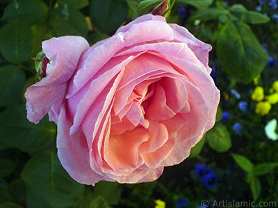 Pink rose photo. <i>(Family: Rosaceae, Species: Rosa)</i> <br>Photo Date: May 2008, Location: Turkey/Istanbul, By: Artislamic.com